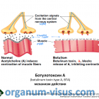 Ботулотоксин А (BTA), механизм действия (https://classconnection.s3.amazonaws.com/49/flashcards/4238049/png/screen_shot_2013-12-02_at_103838_am-142B3F637A639DA09AD.png). Офтальмологический портал Орган зрения organum-visus.ru